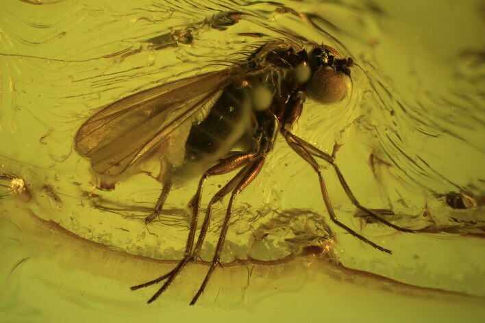 Detailed Fossil Fly (Diptera) In Baltic Amber #87063